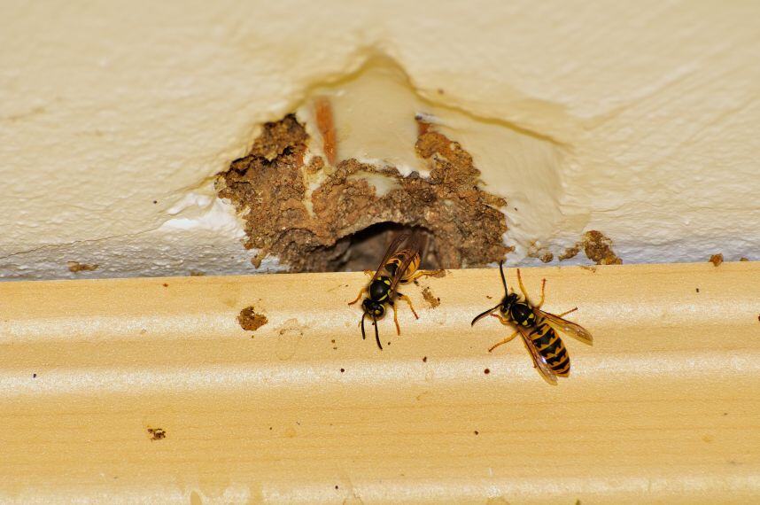 Are Yellow Jackets Nesting In Your Walls This Fall? Preventing